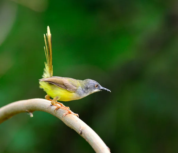 Najlepsze Działanie Żółtobrzucha Prinia Bird Prinia Flaviventris Stojącego Gałęzi — Zdjęcie stockowe