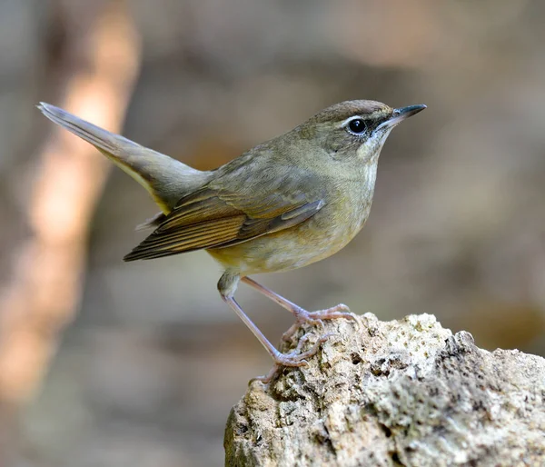Schöner Vogel Weibchen Des Hausrotschwanzes Hodgsonius Phoenicuroides Auf Dem Baumstamm — Stockfoto