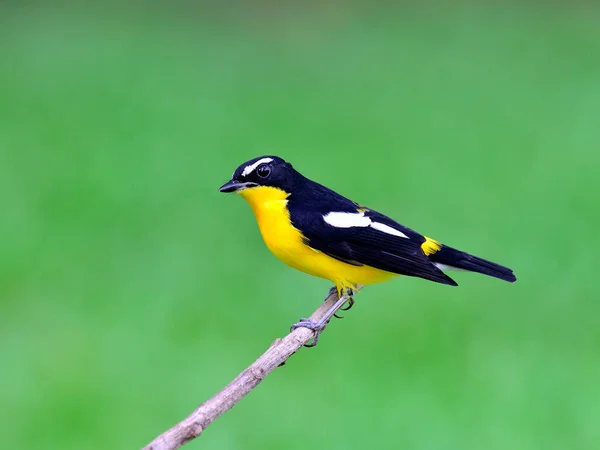 Schöner Gelber Vogel Männchen Des Gelbrumpelschnäppers Ficedula Zathopygia Mit Niedlichen — Stockfoto
