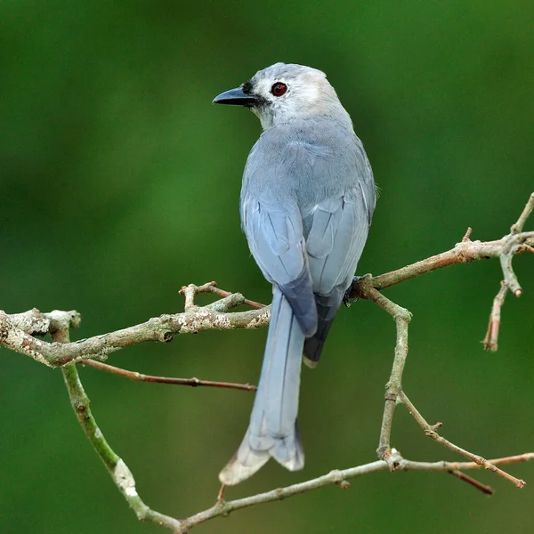 Ashy Drongo Dicurus Leucphaeus 素敵な背景色のいい灰色の鳥 — ストック写真