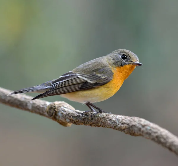 Roztomilý Juvenilní Mugimaki Flycatcher Velmi Pěknými Detaily Peří Ficedula Mugimaki — Stock fotografie