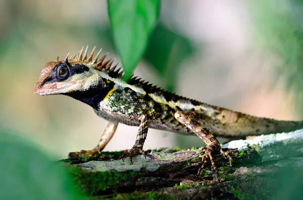 Lagarto Negro Lagarto Espinhoso Mascarado Lagarto Arbóreo Acanthosaura Crucigera Boulenger — Fotografia de Stock