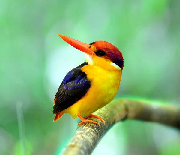 Kingfisher Apoio Preto Ceyx Erithacus Pássaro Muito Bonito Muticolor — Fotografia de Stock
