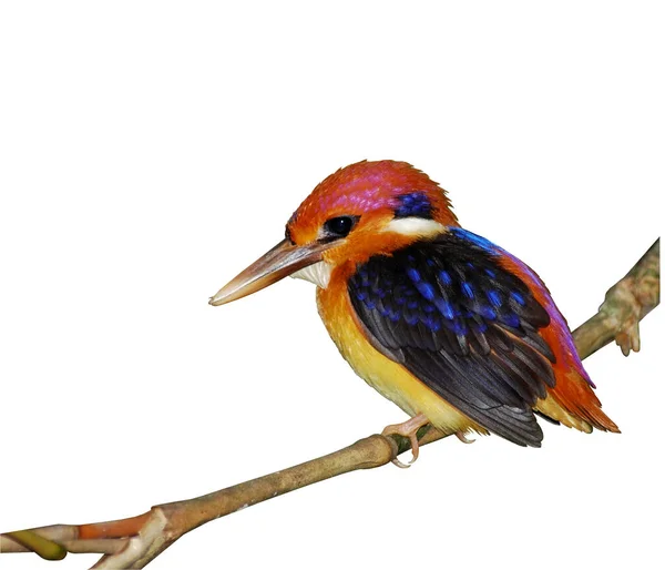 Fekete Hátú Kingfisher Ceyx Erithacus Egy Kis Aranyos Apró Multicolor — Stock Fotó