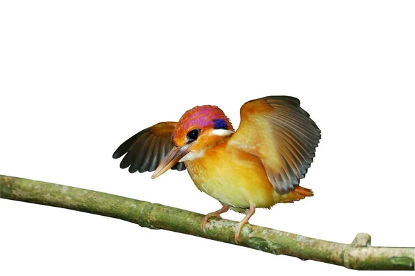 Чернохвостый Kingfisher Ceyx Erithacus Маленький Милый Крошечный Разноцветная Птица Открытые — стоковое фото