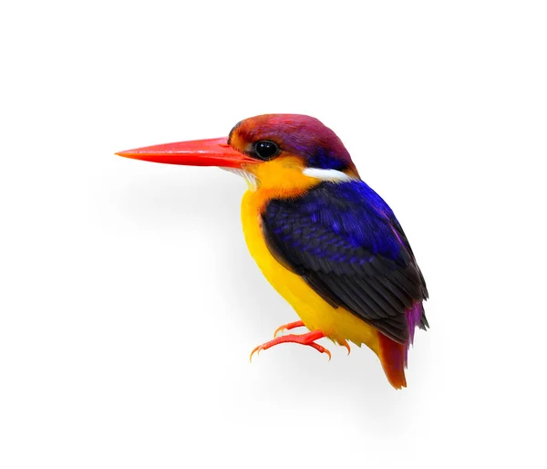 Kingfisher Dos Noir Ceyx Erithacus Petit Martin Pêcheur Coloré Isolé — Photo