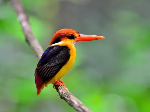 Zwarte Ijsvogel Ceyx Erithacus Zittend Hangende Tak Van Kaeng Krachan — Stockfoto