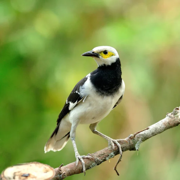 Pájaro Estornino Cuello Negro Sturnus Nigricollis Rama —  Fotos de Stock