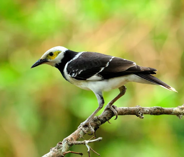 black-collared Starling bird (Sturnus nigricollis) standing on the branch with back profile