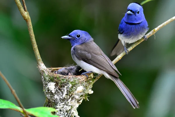 Black Naped Monarch Black Naped Blue Flycatcher Hypothymis Azurea Asian — Stock Photo, Image