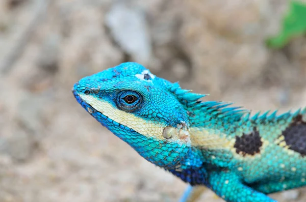 Mavi Kahverengi Kertenkele Lacerta Viridis Güzel Gözleri Renkli Kapalı — Stok fotoğraf