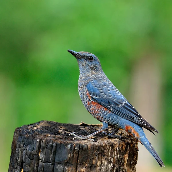 Синяя Птица Голубой Скальный Дрозд Monticola Solitarius Стоящий Бревне Забавными — стоковое фото