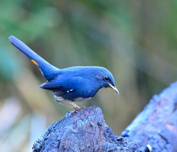Blauer Vogel Weißbauchrotschwanz Hodgsonius Phoenicuroides Auf Nahrungssuche Während Der Schwanz — Stockfoto
