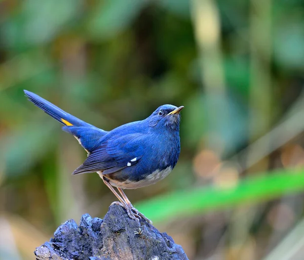 Blauer Vogel Weißbauchrotschwanz Hodgsonius Phoenicuroides Mit Schwanzbewegungen — Stockfoto