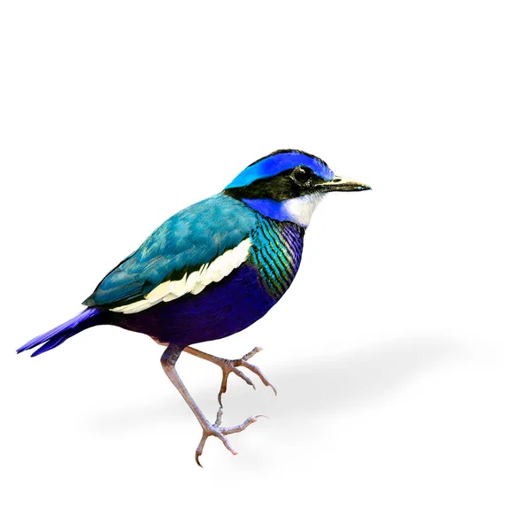 Blue Fancy Bird Color Transparency — стокове фото