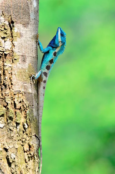 Lagarto Azul Parece Pequeño Reptil Con Bonitos Detalles Cuerpo Pintado —  Fotos de Stock
