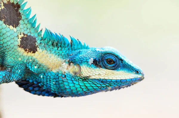 Sininen Lisko Vihreä Lisko Lacerta Viridis Kaunis Värikäs — kuvapankkivalokuva