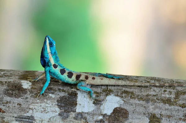 Blaue Eidechse Sieht Aus Wie Ein Kleines Reptil Mit Schönen — Stockfoto