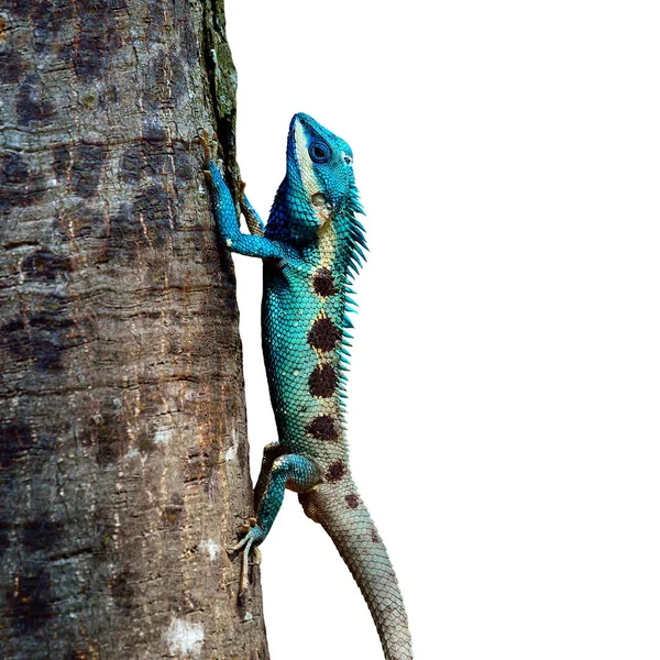 Niebieska Jaszczurka Siedząca Drzewie Lacerta Viridis Piękna Jaszczurka — Zdjęcie stockowe