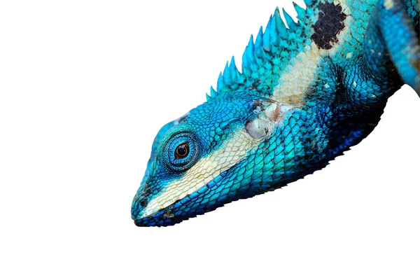 蓝色蜥蜴与大眼睛在封闭的细节 像小爬行动物与漂亮的细节 其彩绘的身体 — 图库照片