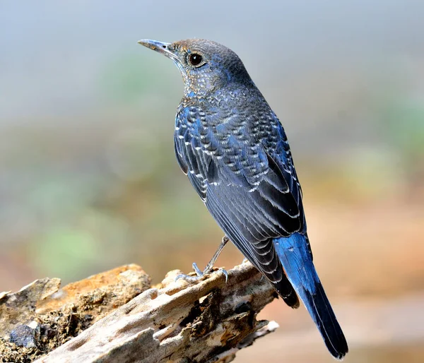 Blue Rock Thrush Monticola Solitarius Красивая Голубая Птица Сидящая Бревне — стоковое фото