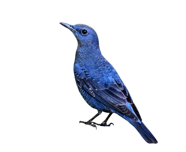 Mavi Kaya Ardıç Kuşu Monticola Solitarius Beyaz Arkaplanda Izole Edilmiştir — Stok fotoğraf