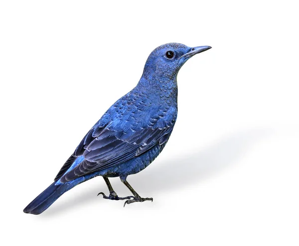 Blue Rock Thrush Vogel Monticola Solitarius Met Grijze Blauwe Veren — Stockfoto