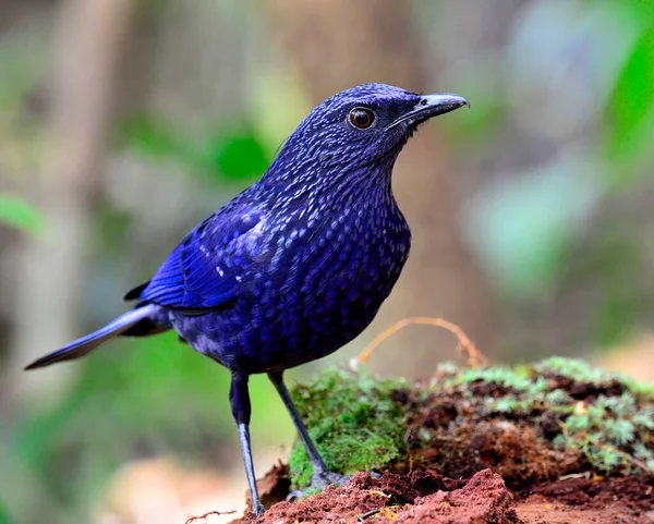 Zorzal Silbante Azul Monticola Solitarius Pájaro Azul Oscuro Pie Sobre — Foto de Stock