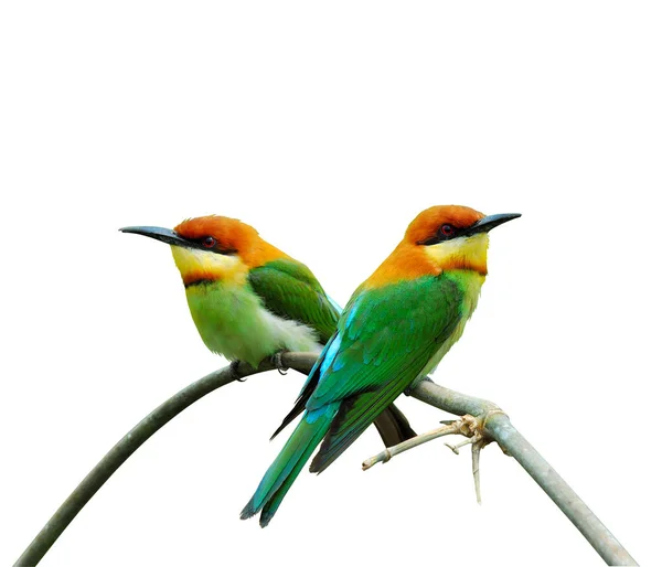 Chestnut Headed Bee Eater Atau Orange Headed Bee Eater Bird — Stok Foto