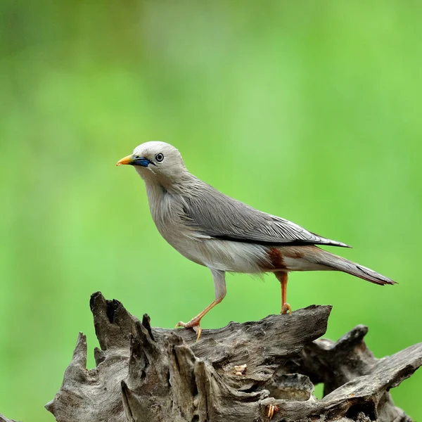 Chestnut Tailed Starling Bird Sturnus Malabaricus Stojící Pěkném Kmeni Zeleným — Stock fotografie