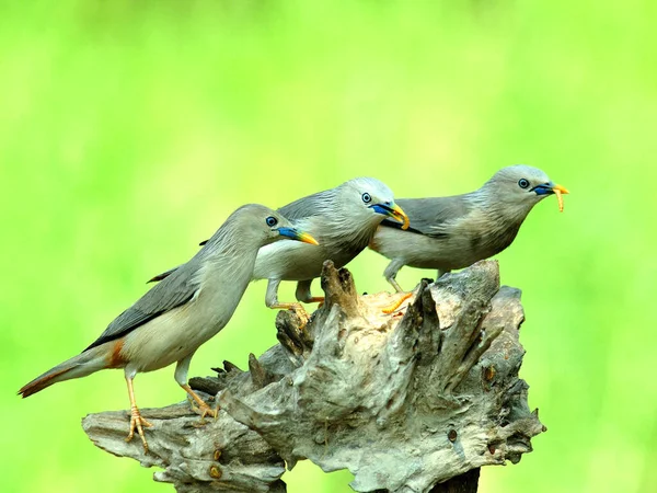 Pájaros Estorninos Cola Castaño Sturnus Malabaricus Que Toman Comidas Gusanos —  Fotos de Stock