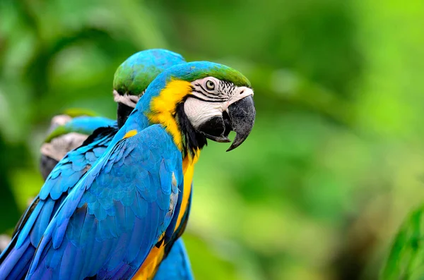 Nahaufnahme Eines Schönen Blau Gelben Aras Ara Vogel Mit Schönen — Stockfoto