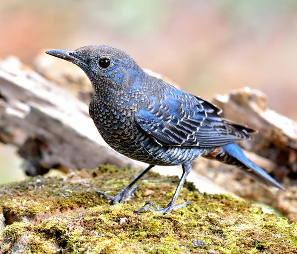 Närbild Blå Fågel Blue Rock Thrush Monticola Solitarius Med Fjädrar — Stockfoto