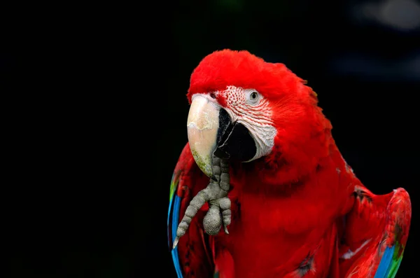 Närbild Porträtt Grön Bevingad Macaw Grön Vinge Macaw Repor Hans — Stockfoto