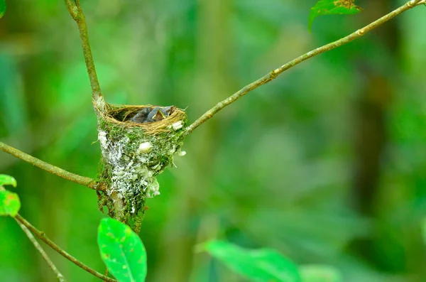 Bird Chicks Sleeping Nest Which Parents Leave Food Vulnerable Moment Royalty Free Stock Images