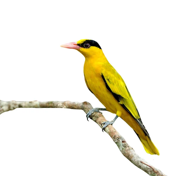 Mooie Gele Vogel Zwart Naped Oriole Oriolus Chinensis Geïsoleerd Witte Stockafbeelding