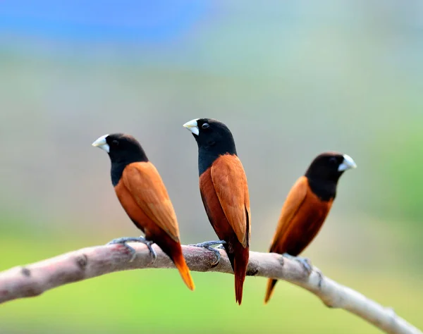 Black Headed Munia Birds Sitting Branch Together Stock Image