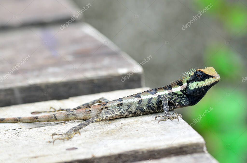 black face lizard, Green crested lizard, black face lizard, tree lizard,Boulenger Long headed Lizard, Pseudocalotes microlepis, masked spiny lizard, blue lizard