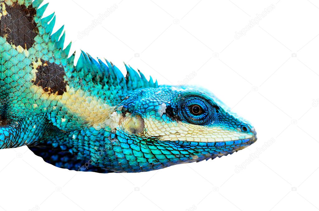 Blue Lizard Head closeup isolated on white background (lacerta viridis), colorful lizard