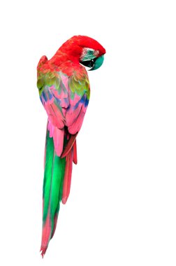 Colorful Red Macaw bird in back profile, parrot isolated on white background clipart