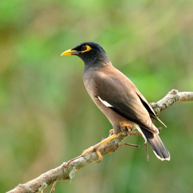 Ahşaba tüneyen Myna kuşu (Acridotheres tristis)