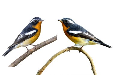 Küçük şirin Mugimaki sinekkapanı tüyleri ile ilgili çok güzel detayları olan, Ficedula mugimaki, kuş, izole beyaz arka plan