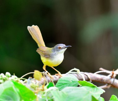 Sarı karınlı Prinia kuşunun şirinliği (Prinia flaviventris) bir dalın üzerinde duruyor