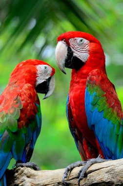 Green-winged Macaw perching together with details and green background clipart
