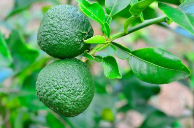 Kaffir Lime on Tree, taze Kaffir Lime, Bergamot meyvesi