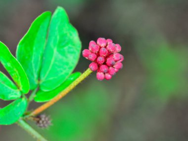 Gri arkaplanı olan daldaki küçük kırmızı nokta çiçeği.