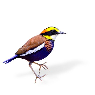 Pitta (Pitta guajana) rengarenk kuşunun erkeği