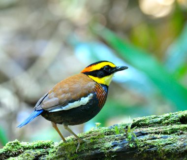 Gruplu Pitta kuşunun (Pitta guajana) yosunlu kütüğün üzerinde duran erkeği