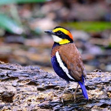 Sırt tüyleri ayrıntılarıyla birlikte Banded Pitta kuşunun (Pitta guajana) erkeği