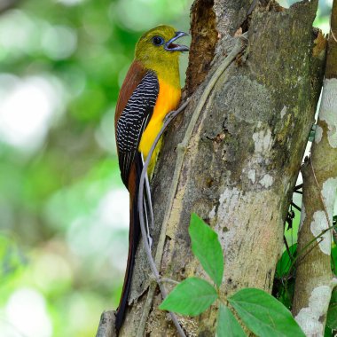 Turuncu göğüslü Trogon yuvanın önünde güzel sırt detayları ve temiz bir arka plan ile, kuş doğada, Harpactes oreskios